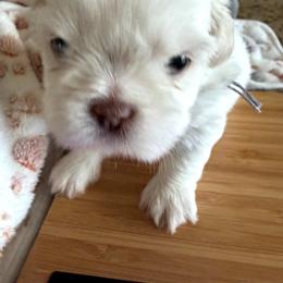 Grey - White male Shih Tzu puppy in Yorba Linda, California from AKC Registered Purebred Shihtzus