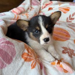Archie - Black and tan male American Corgi puppy in Graham, Texas from Wild West Corgis