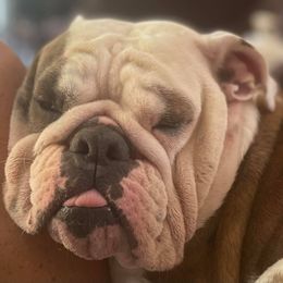 Bulldogs from Hartland Sky Bulldogs