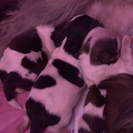 Shih Tzu Puppies from Crystal’s Luv Shih Tzus