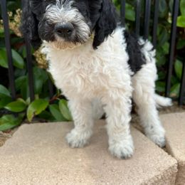 Phyllis - Labradoodle puppy in Atascadero, California from Classic Poodles and Doodles