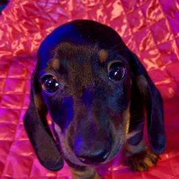 Danny - Black and tan male Dachshund puppy in Pennsville, New Jersey from Bay Acres Dachshunds