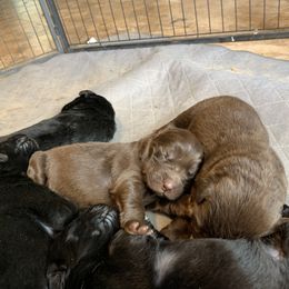 Newfoundland Puppies from Pete’s Newfies