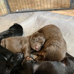 Newfoundland Puppies from Pete’s Newfies