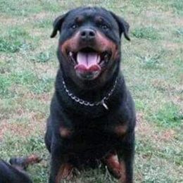 Rex - Rottweiler