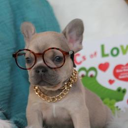 Lilac Fawn Boy - Blue fawn male French Bulldog puppy in Piedmont, Oklahoma from 5A Frenchies