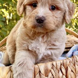 Boy 1 - Cream male Goldendoodle puppy in Vacaville, California from Starlight Goldendoodles