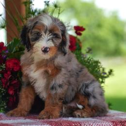 Dillard's - Merle male Bernedoodle puppy in Dundee, Ohio from Down Home Doodle