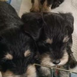 Miniature Schnauzer Puppies from Del Sol Miniature Schnauzers