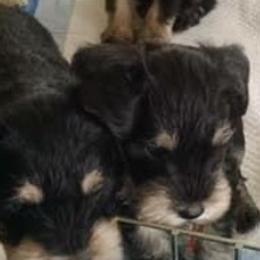 Miniature Schnauzer Puppies from Del Sol Miniature Schnauzers