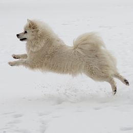 American Eskimo Dogs from Cu Alainn American Eskimo Dogs
