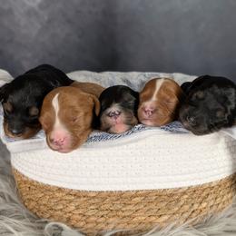 Cavapoo puppies from Blue Diamond Puppies