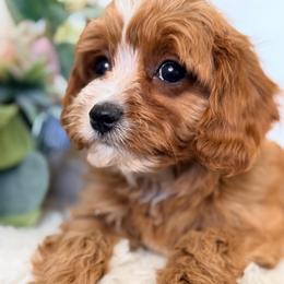Mav (Blue Collar) - Red male Cavapoo puppy in Preston, Idaho from Rocking JH Pup Co