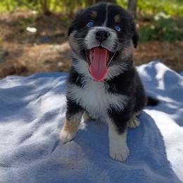 Loretta (purple collar) - Black tri-color female Australian Shepherd puppy in Okeechobee, Florida from Rothsolid Aussies
