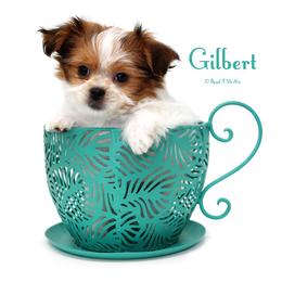 Gilbert - Sable male Mi-Ki puppy in Elizabeth, Colorado from Royal T Mi-Kis