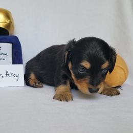 Companion Cross and Dachshund Puppies from Sweet Honey Bunn Hounds