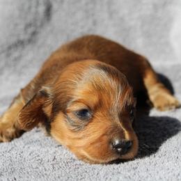 Stephanie 3500 - Sable female Dachshund puppy in Midland, Texas from The Barefield Doxies