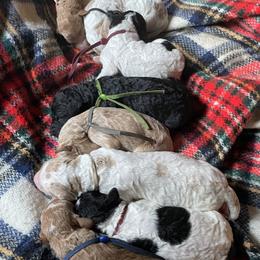 Goldendoodle puppies from Peachy Pine Goldendoodles
