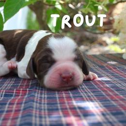 Trout - Liver and white female English Springer Spaniel puppy in Barnstead, New Hampshire from C & S Farms