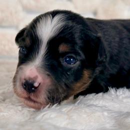 Gypsy - Black tri female Miniature Australian Shepherd puppy in Rindge, New Hampshire from Lil' Bit Aussie