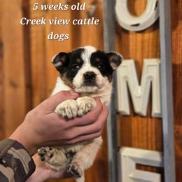 Boy 1 - Blue male Australian Cattle Dog puppy in Monroe, North Carolina from Creek View Cattle Dogs