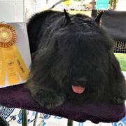 Manny - Bouvier des Flandres