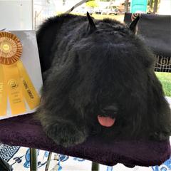 Manny - Bouvier des Flandres