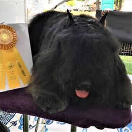 Manny - Bouvier des Flandres