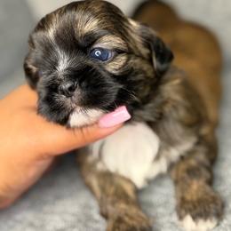 Ckc Benedict - Brindle male Shih Tzu puppy in Roseville, Michigan from Diamond Paws LLC