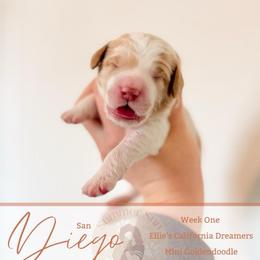 Diego - Parti male Goldendoodle puppy in California City, California from Summer Sun Doodles