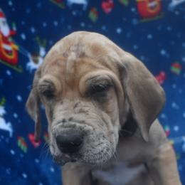 Great Dane Puppies from Big Tex K9 Konnection
