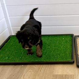Bernedoodles from BFF Bernedoodles