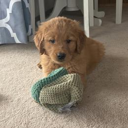 Rarity - Dark golden male Golden Retriever puppy in Mountain Home, Idaho from Poppy's Garden Golden Retrievers