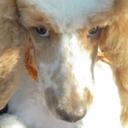 Sophia - Poodle