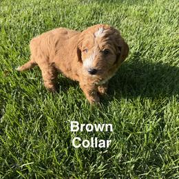 Brown Collar - Red  male Goldendoodle puppy in Landis, North Carolina from Shelbys Doodle Farm