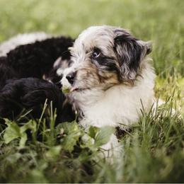 Aussiedoodle Puppies from Olive Tree Mini Aussiedoodles