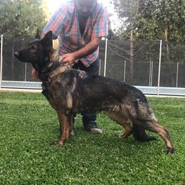 Huma - German Shepherd