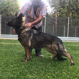 Huma - German Shepherd