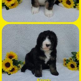 Bernedoodle Puppies from Foothills Family Doodles
