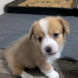 Red Bluie merle (dilute) boy - Sable merle and white male American Corgi puppy in Loretto, Kentucky from Duncan's Border Collies and Corgis