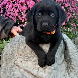 Amen - Black male Labrador Retriever puppy in Baldwin City, Kansas from Hedge Lane Labradors