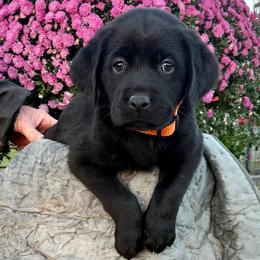 Amen - Black male Labrador Retriever puppy in Baldwin City, Kansas from Hedge Lane Labradors