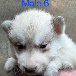 Male 6 - Red and white male Siberian Husky puppy in Carnesville, Georgia from Southern Magnolia Siberians