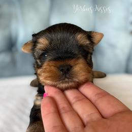 Atlas - Blue and gold male Yorkshire Terrier puppy in Kendallville, Indiana from Yorkies Kisses/Rusalka Siren Song