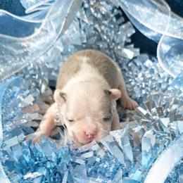 Blue boy - Blue male Boston Terrier puppy in San Antonio, Texas from JT Bostons