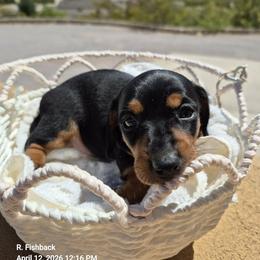 Dachshund Puppies from The Dachshund Den