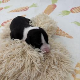 Cougar - Black female Whippet puppy in Fort Myers, Florida from Rainbow Whippets
