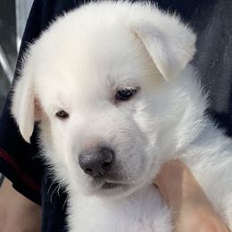 Girl 1 - White female German Shepherd puppy in Camarillo, California from Robert's White German Shepherds