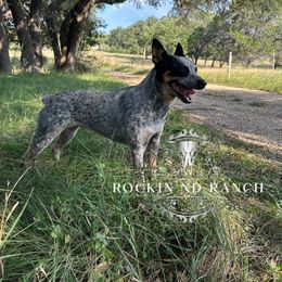 Gypsy - Australian Cattle Dog