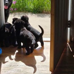 German Shepherd Puppies from Von Schwarzwald German Shepherds